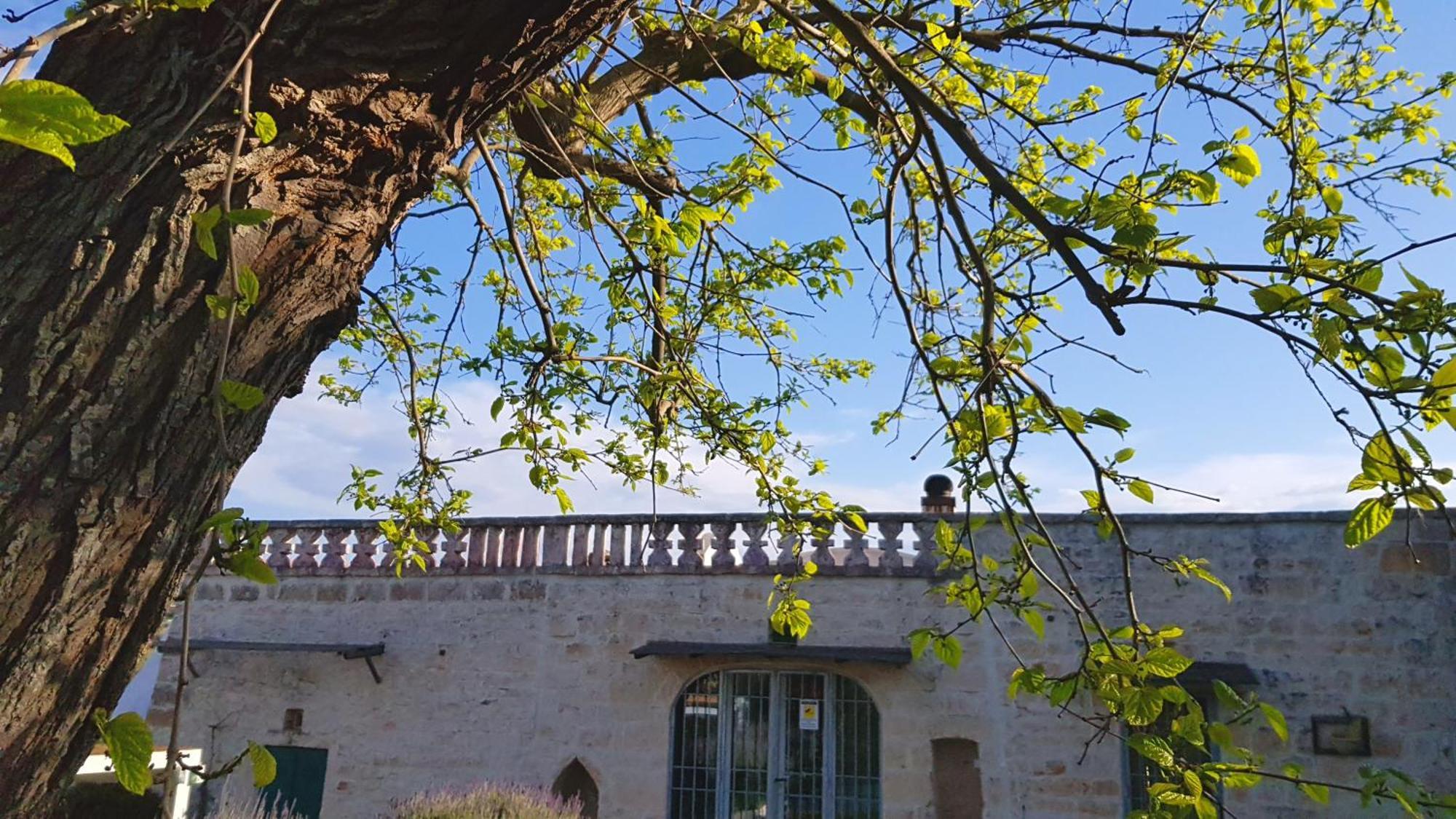 Podere Del Gelso Bianco, Vacation Rental Ostuni Exterior foto